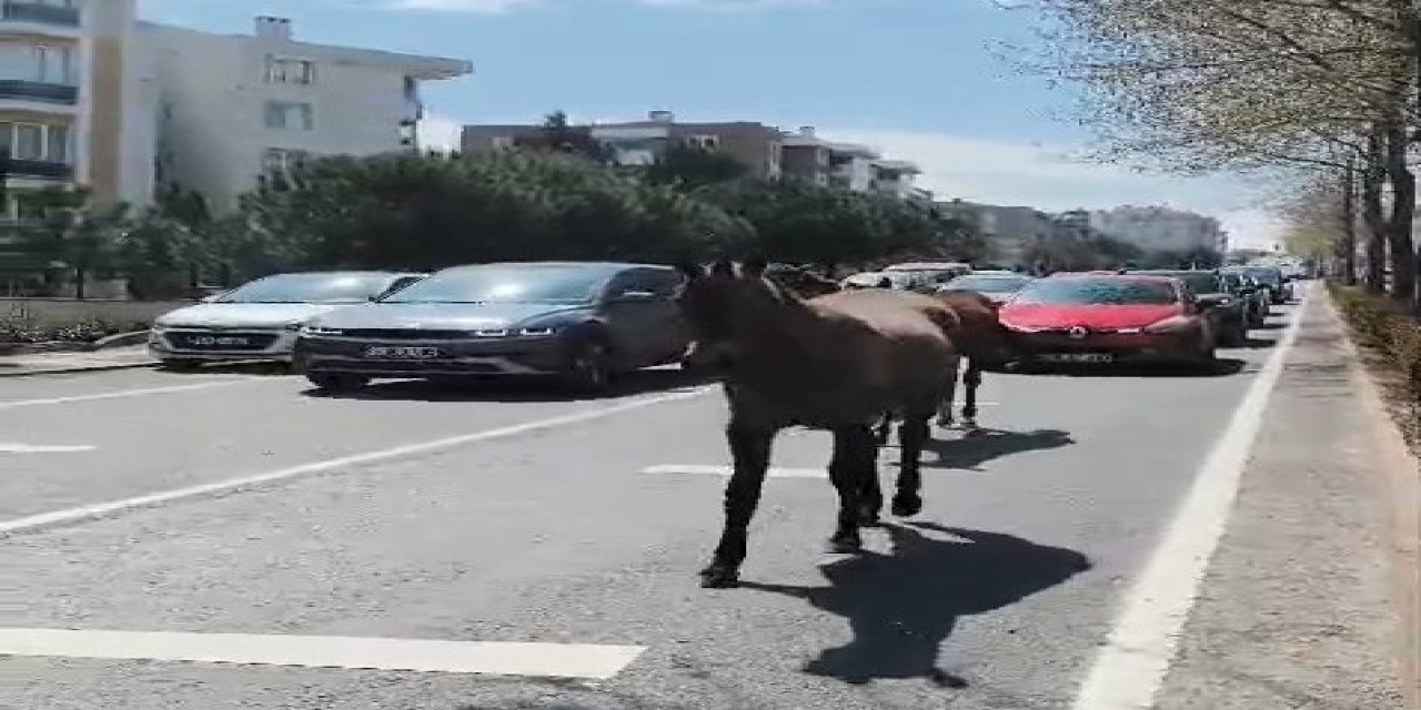 Başıboş atlar şehirde yolları mesken tuttu