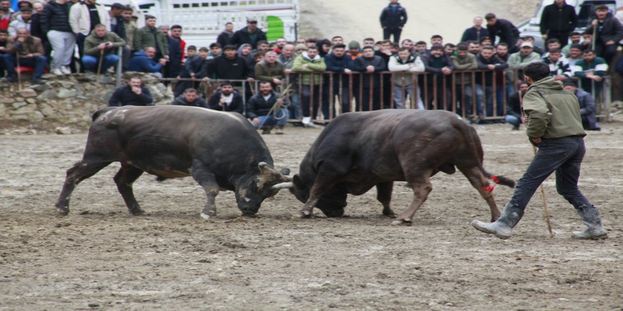 500 Bin TL Ödüllü "Doping" Kontrollü Güreş: Boğalar Podyuma Çıktı