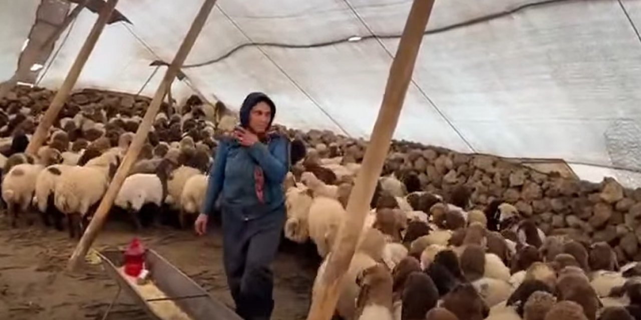 Şırnak'ta Küçükbaş Hayvancılık İçin Yoğun Mesai