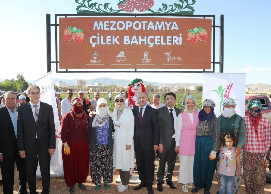 MEZOPOTAMYA ÇİLEK BAHÇESİ'NDE TARLA GÜNÜ ETKİNLİĞİ