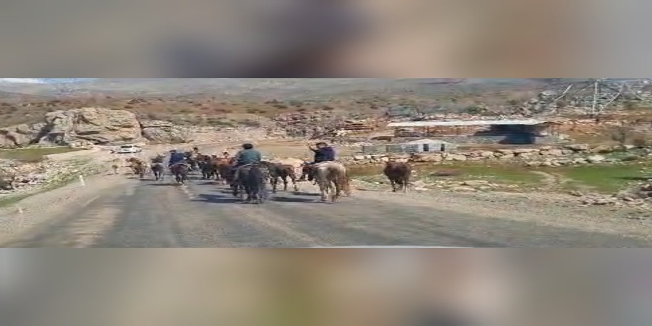 Şırnak'ta Kışlaktan Yaylaya Uzanan Yolculuk Başladı