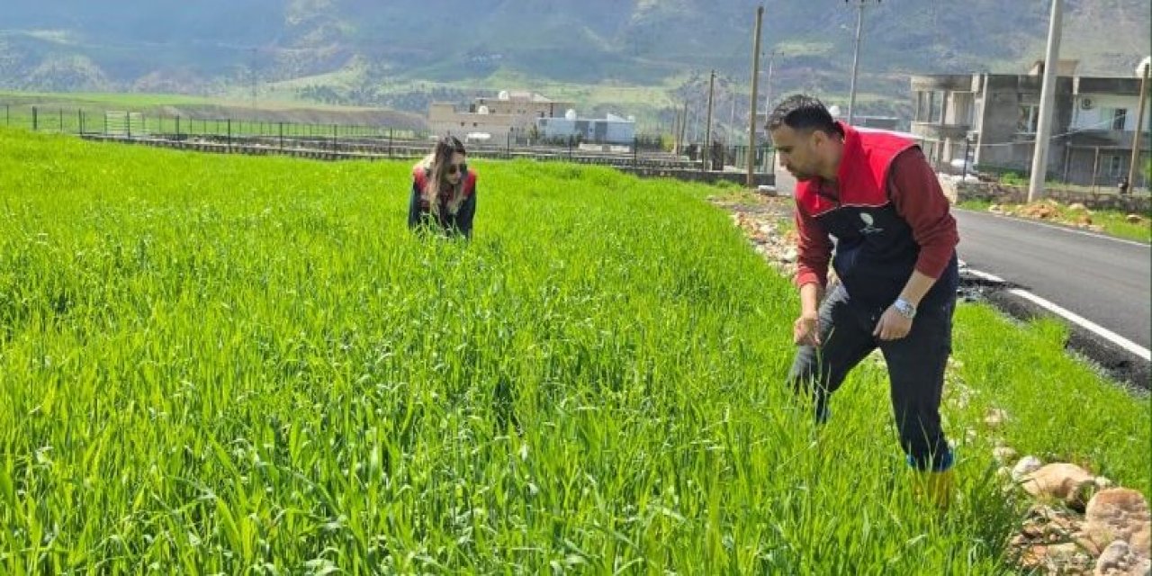 Şırnak’ta Süne Alarmı: Hububat Tarlalarında Denetimler Arttı