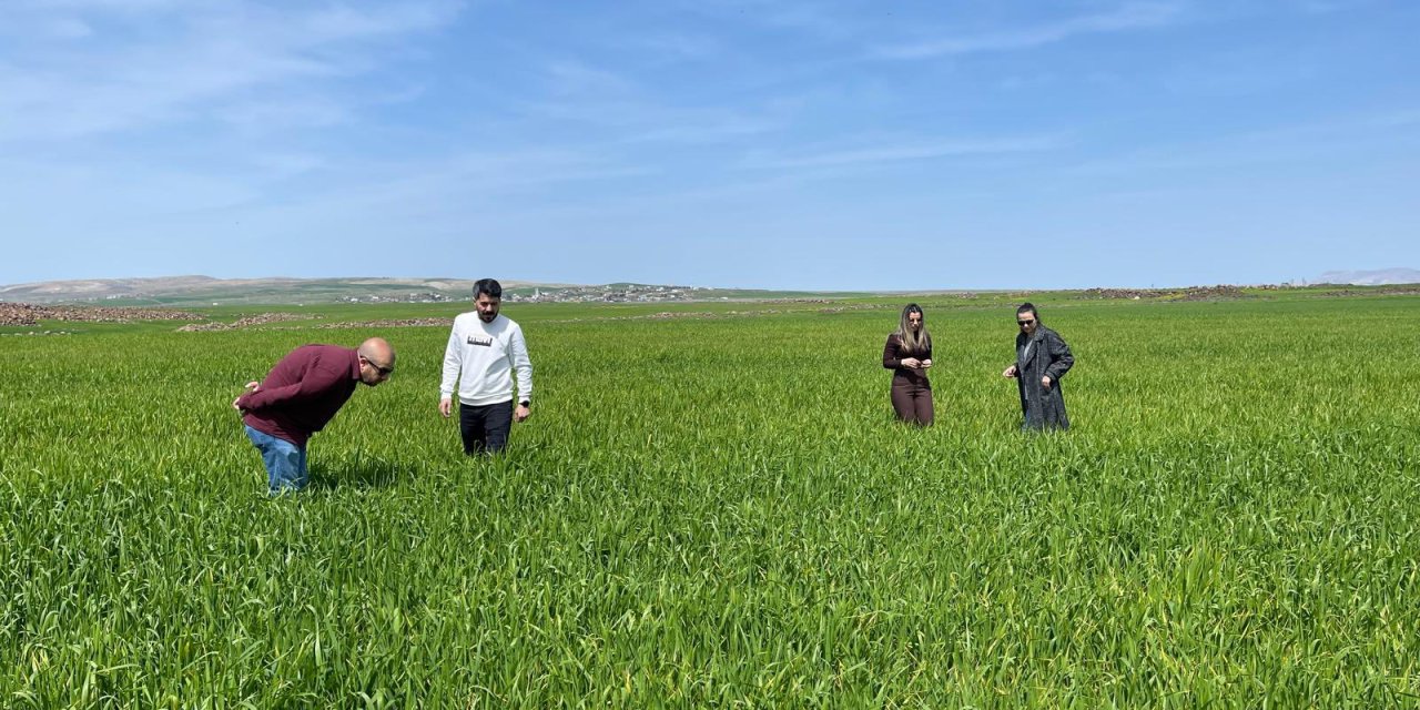 Cizre’de Rekor Yağışların Ardından Tarlalarda ‘Süne’ Mesaisi
