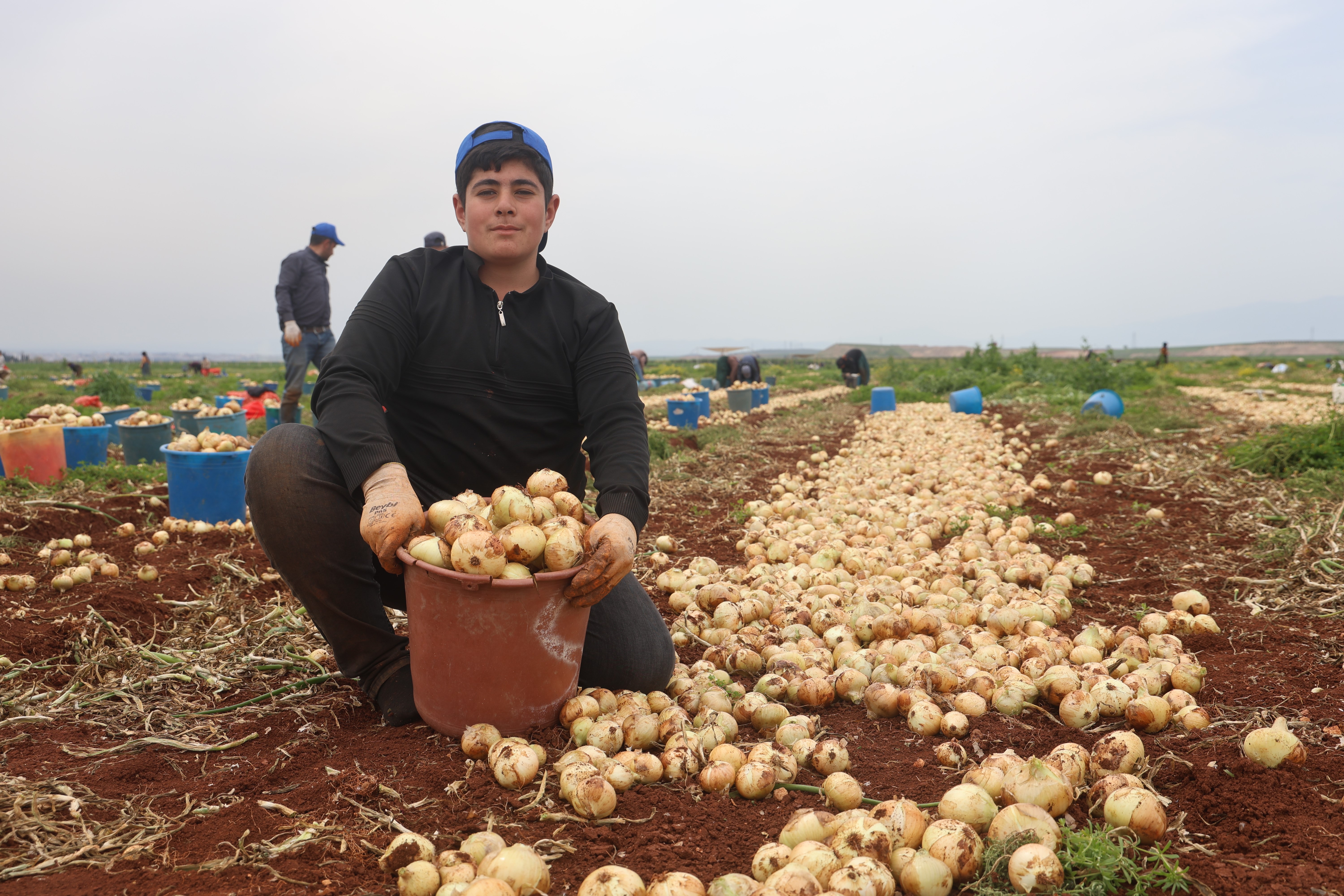 Türkiye'nin Suriye sınırında bereketli soğan hasadı