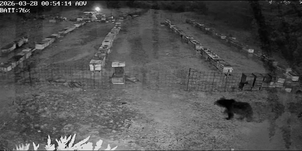 Arı kovanlarına ayı saldırısı