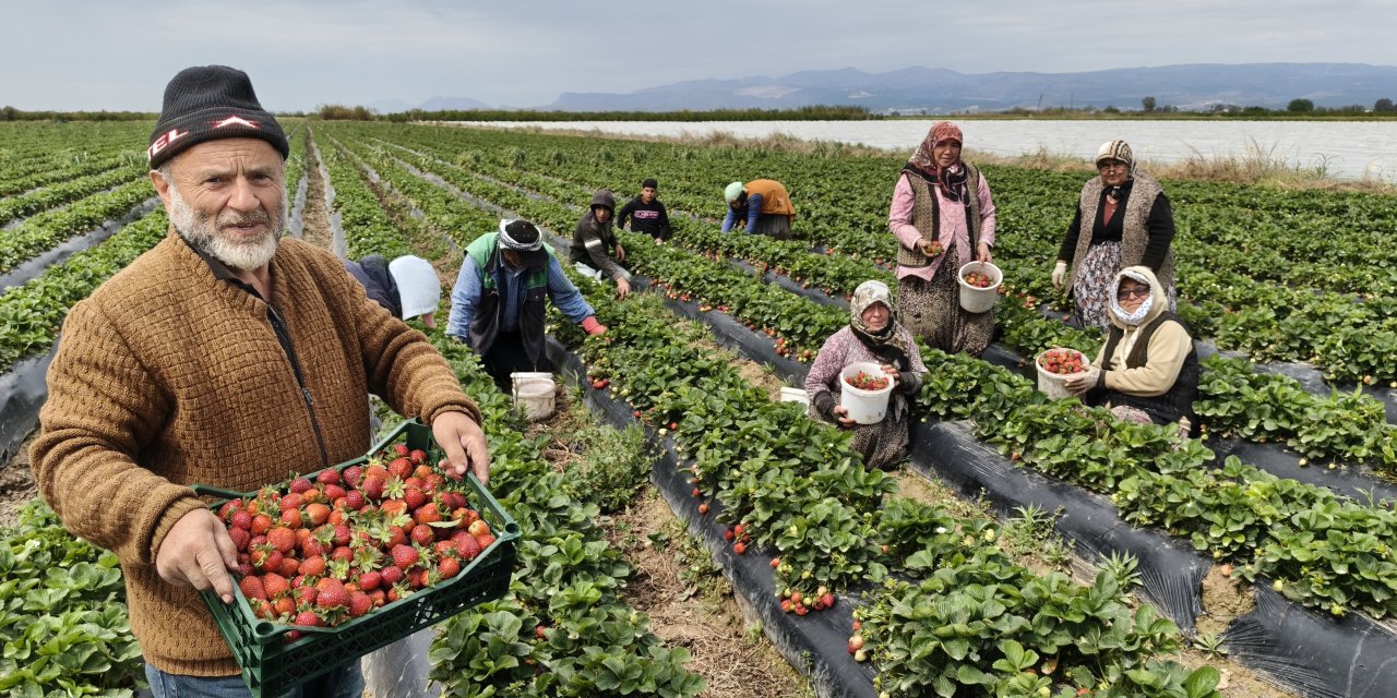 Mersin Silifke’de "Kırmızı Altın" Mesaisi