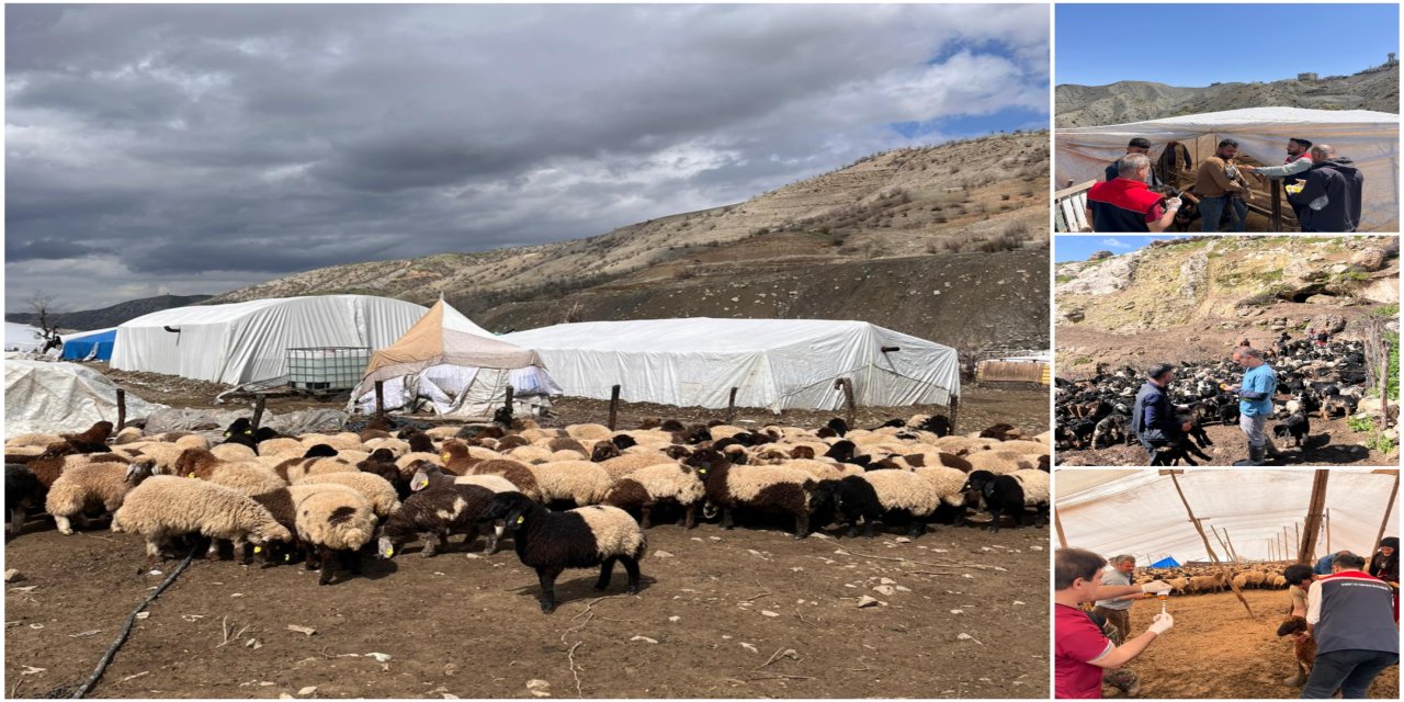 Şırnak’ta Göçer Yetiştiricilere Aşılama ve Kimliklendirme Desteği