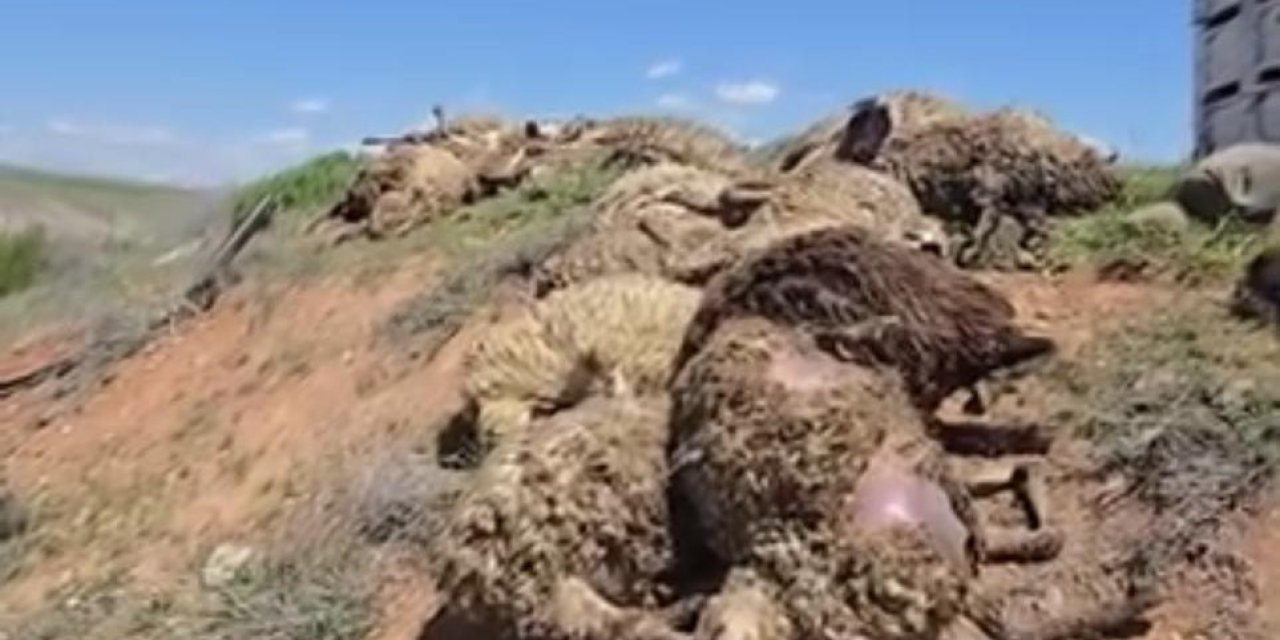 Tır Devrildi 80 Koyun telef oldu, 2 vatandaş yaralandı