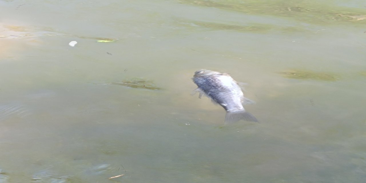 Şırnak'ın Dicle Nehri’nde Toplu Balık Ölümleri Tedirgin Etti