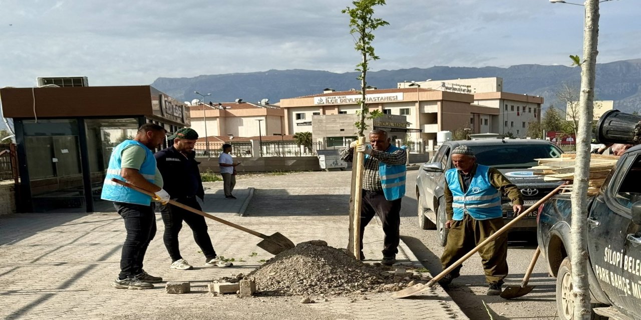 Silopi’de Ağaçlandırma Seferberliği: Cadde ve Sokaklar Yeşilleniyor