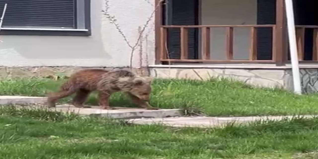Gümüşhane'de ayılar yaylalardan sonra köyleri mesken edindi: Vatandaşlar tedirgin