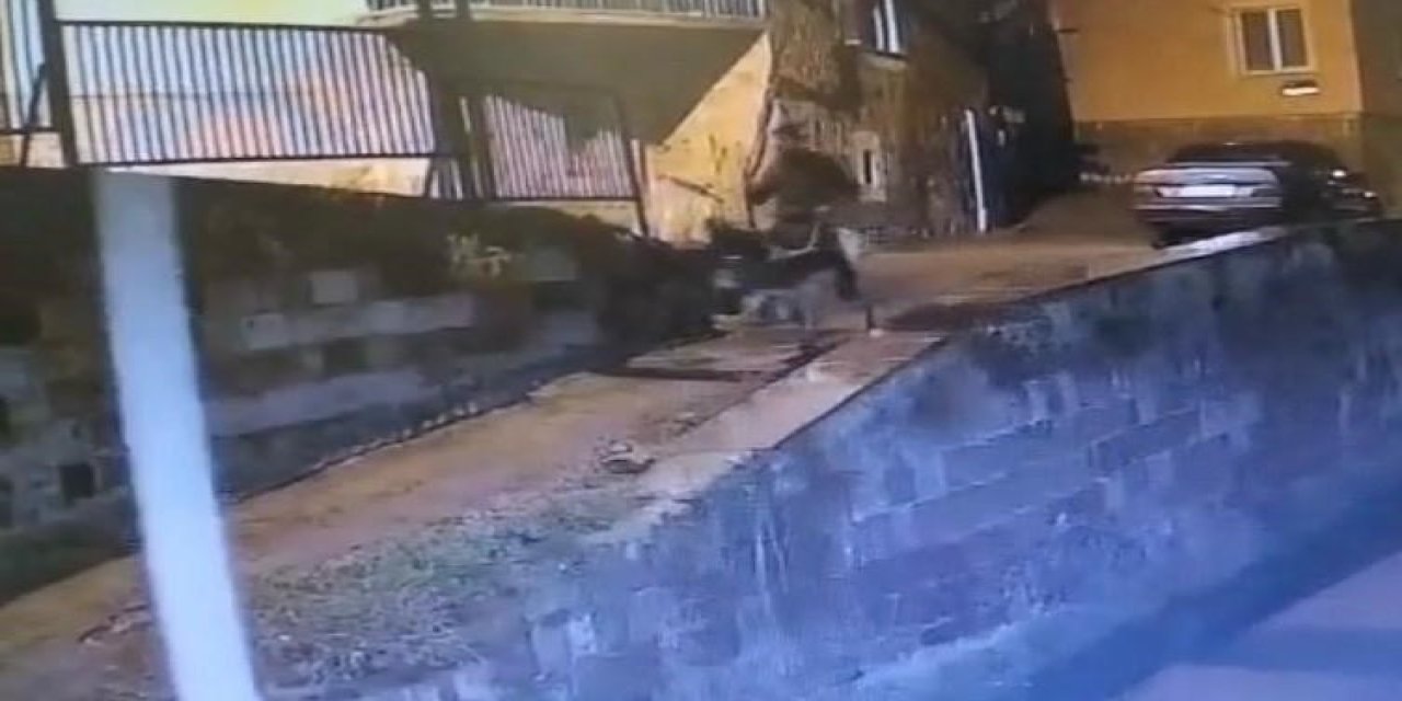 Forkliftle Soygun, Eşekle Kaçış: Sıradışı Hırsıza Rekor Ceza!
