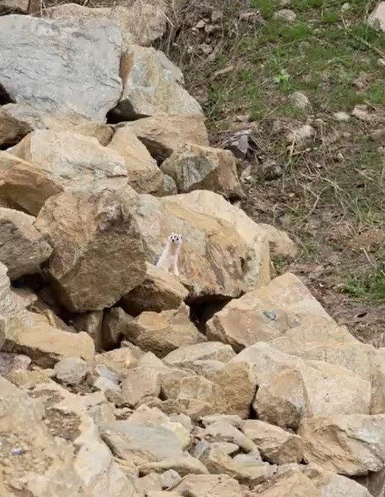 Muş’ta nadir görülen beyaz sansar görüntülendi