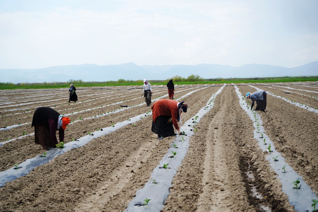 Aromasıyla öne çıkan karpuzun ekimine başlandı