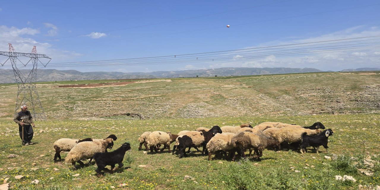 Şırnak’ta Mera Verimliliğini Artıracak Dev Adım: Arazi Tespitleri Tamamlandı