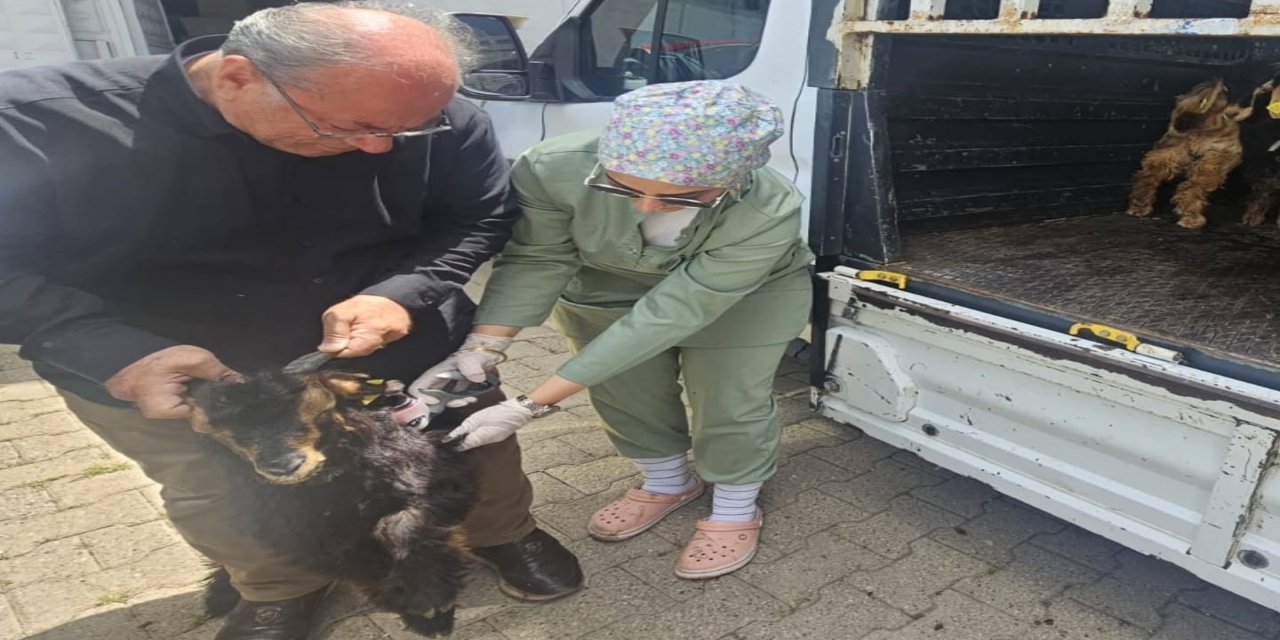 Silopi’de Göçer Hayvancılığa Destek Çalışmaları Sürüyor