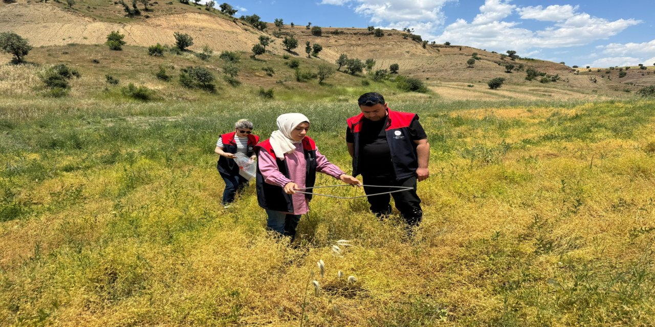 Şırnak’ta 2026 üretim yılı mercimek verim tespiti başladı