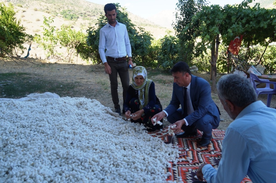BATMAN’DA İPEK BÖCEĞİ BESİCİLERİNİN KOZA HASADI BAŞLADI