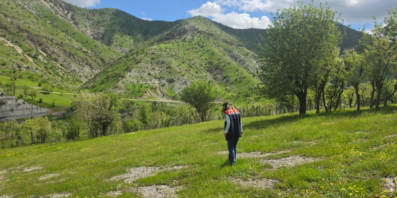 Şırnak’ta Çekirge Uyarısı: Tarım Alanlarında Görülmeye Başlandı