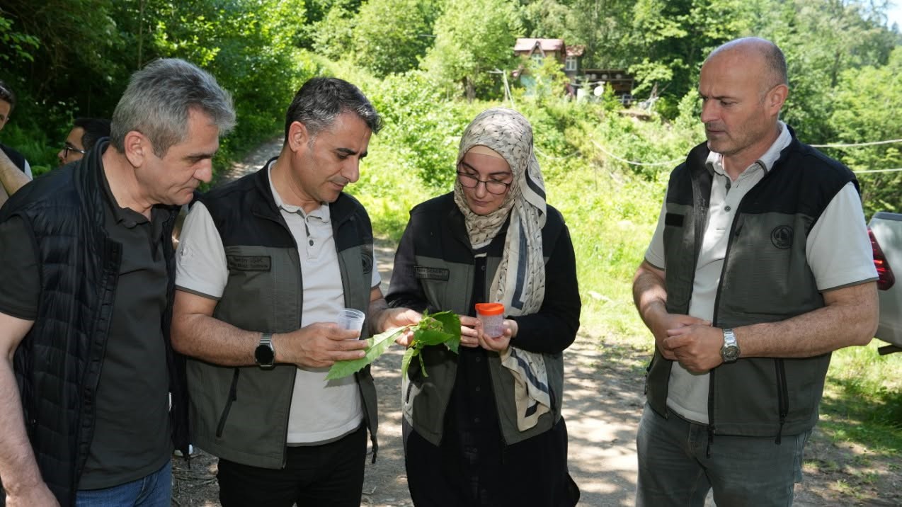 Kestane ormanlarını 5 bin samuray arısı koruyacak