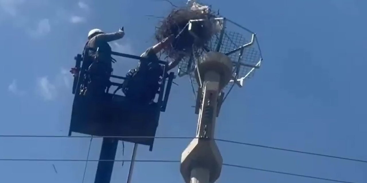 Şırnak’ta Leylek Yuvaları Koruma Altına Alındı