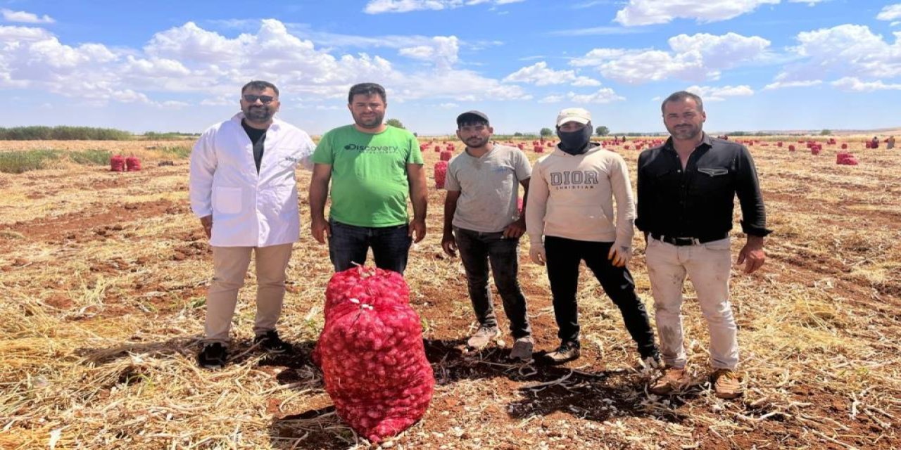 Şanlıurfa’da sarımsak hasadı devam ediyor