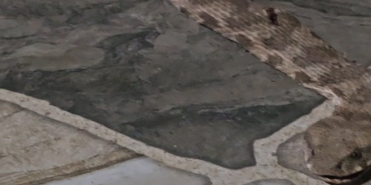 Şırnak’ta Balkona Çıkan Vatandaş Gördüğü Manzara Karşısında Şoke Oldu