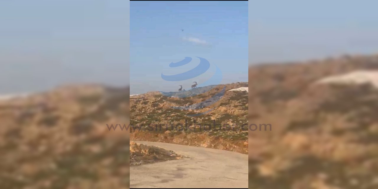 Cudi Dağı Zirvesinde Yaban Keçileri Görüntülendi