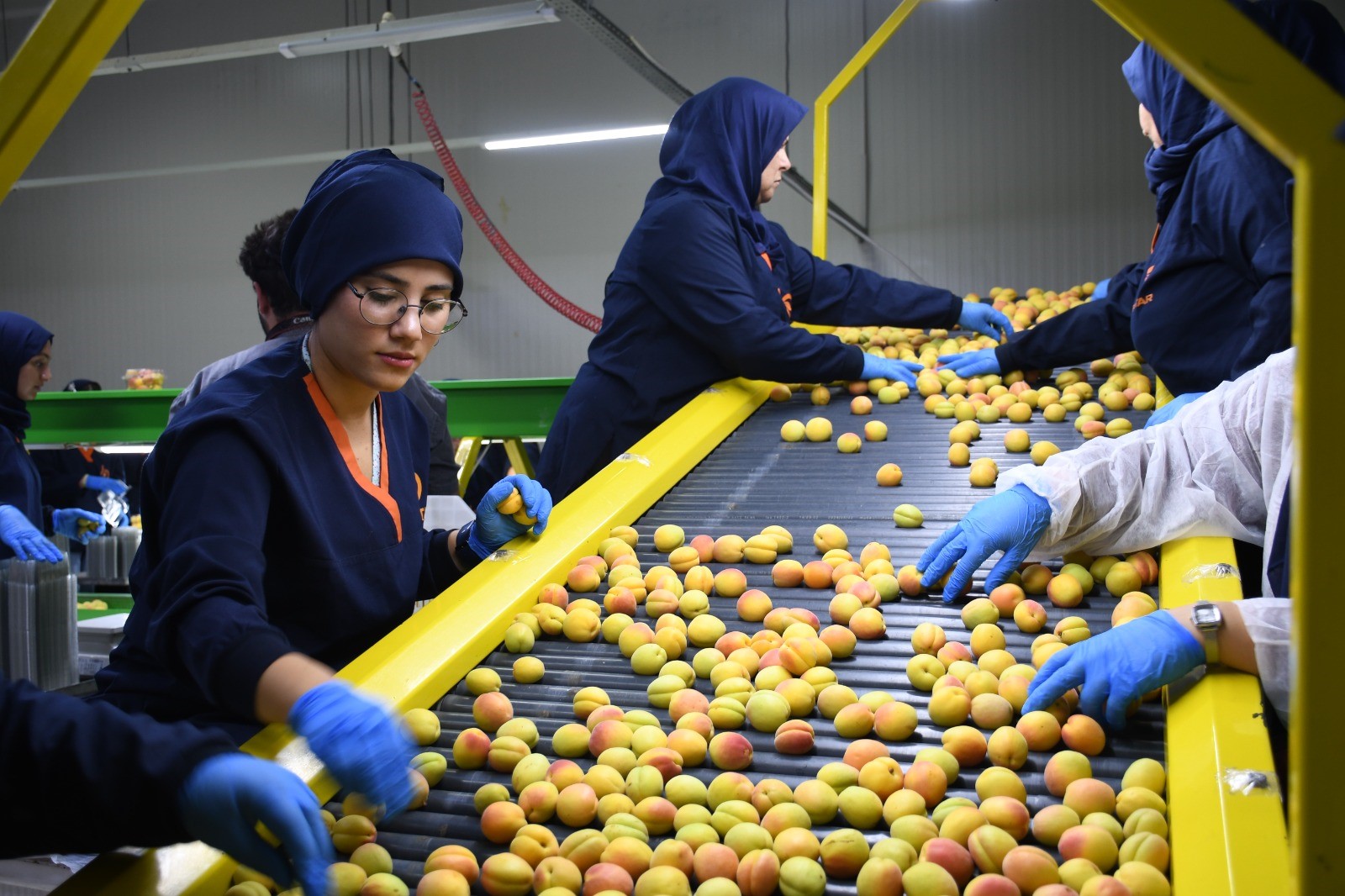 Malatya'da yaş kayısı ihracatı başladı