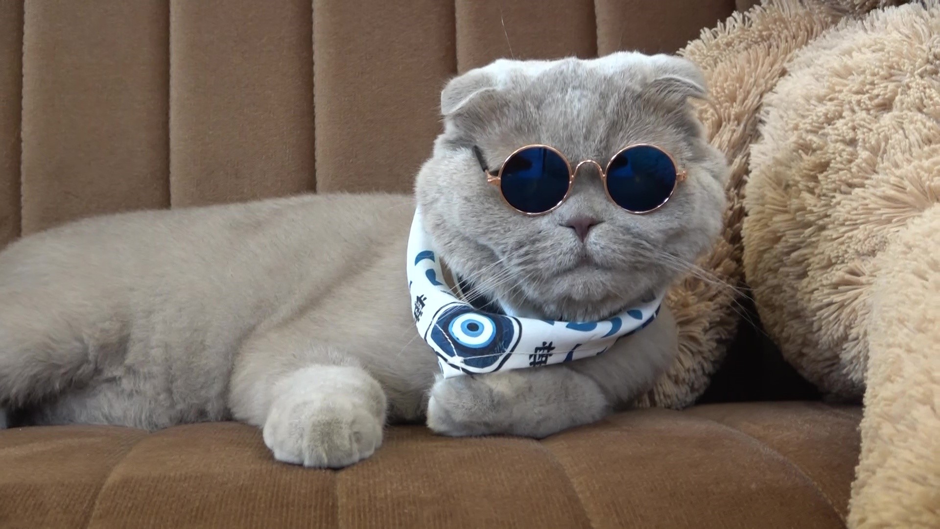 Veterinerlerin "yaşamaz" dediği kedi, denizde yüzdü, Uludağ'da kayak keyfi yaptı