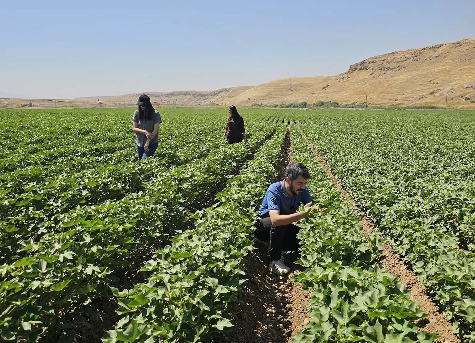 Cizre’de Tarım Ekiplerinden Pamuk Tarlalarında Bitki Sağlığı taraması