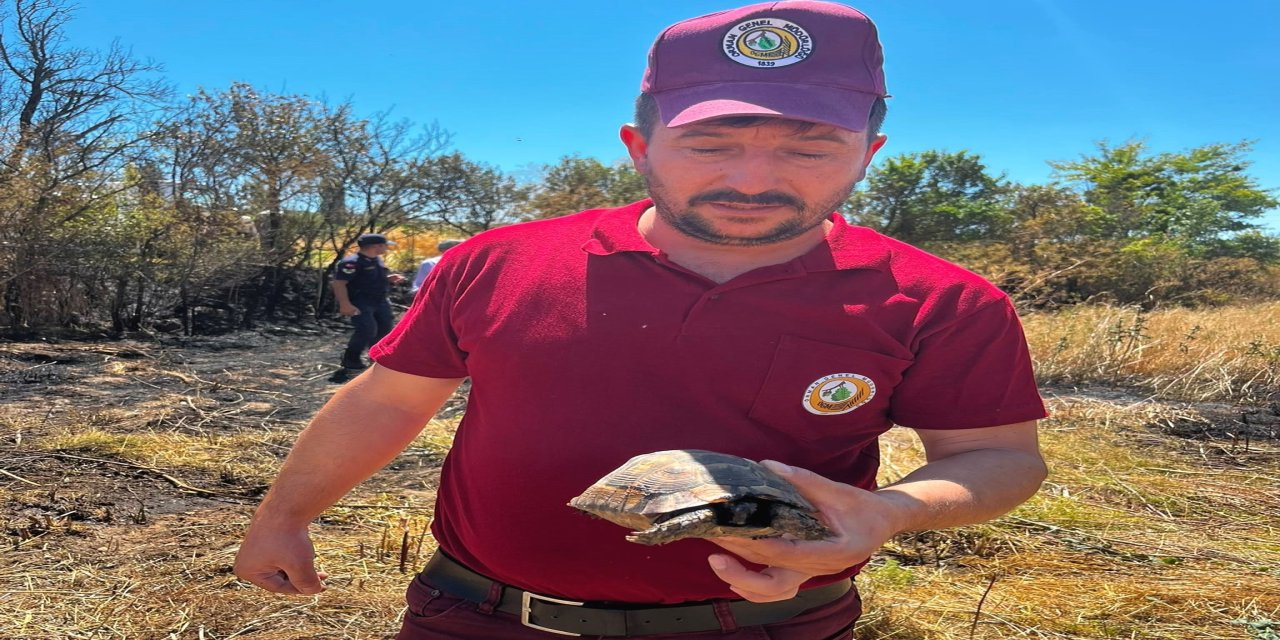 Emet'te alevlerin arasından kurtarılan kaplumbağa yürekleri ısıttı