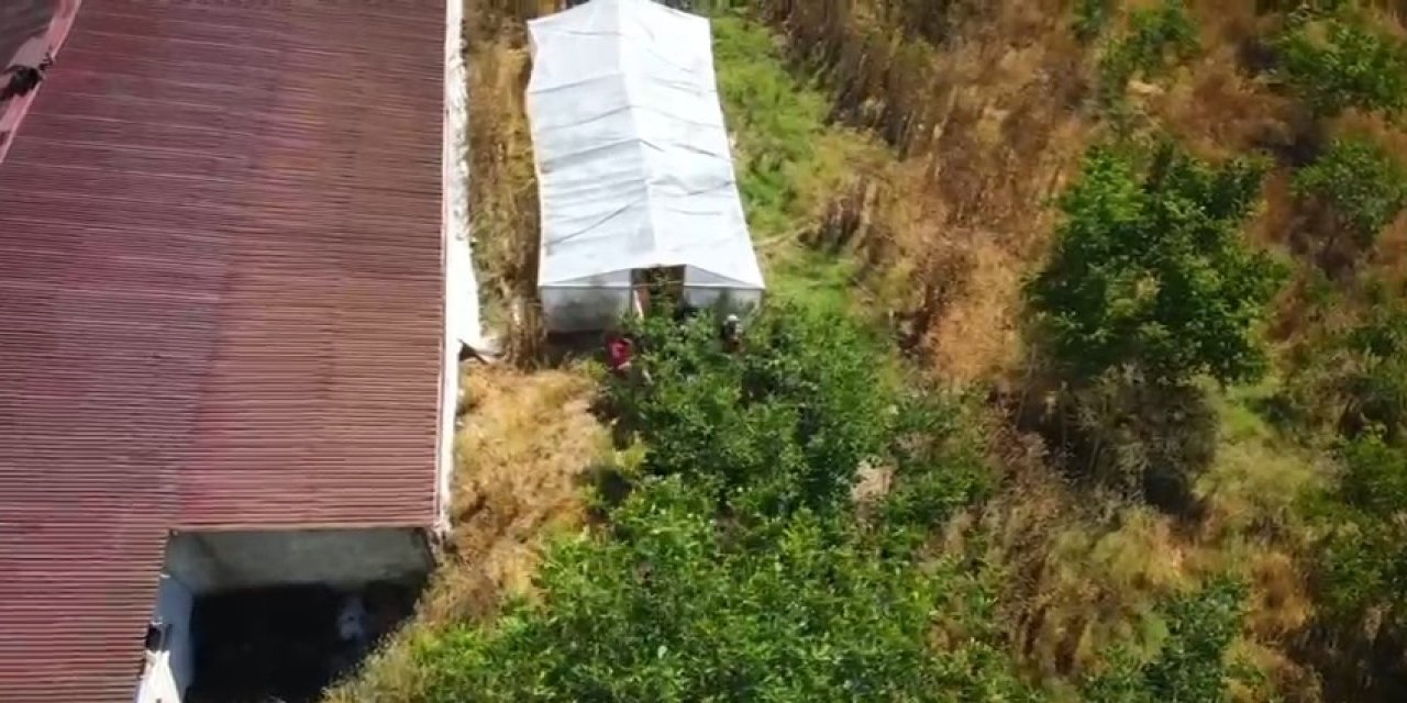 Bağ evine narkotik operasyonu: 109 kök hint keneviri ele geçirildi