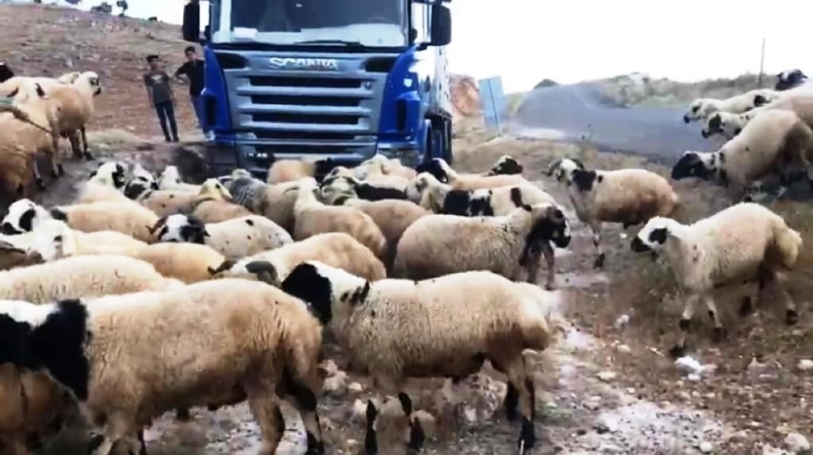 DİYARBAKIR’DA AYLARCA ÖZENLE BAKILAN KURBANLIKLAR YOLA ÇIKTI