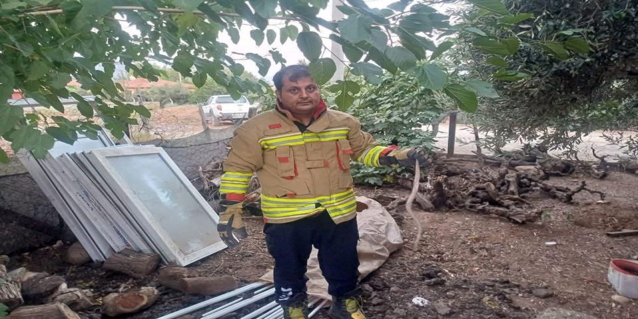 Yerleşim alanlarında görülen yılanlar doğal yaşam alanına bırakıldı