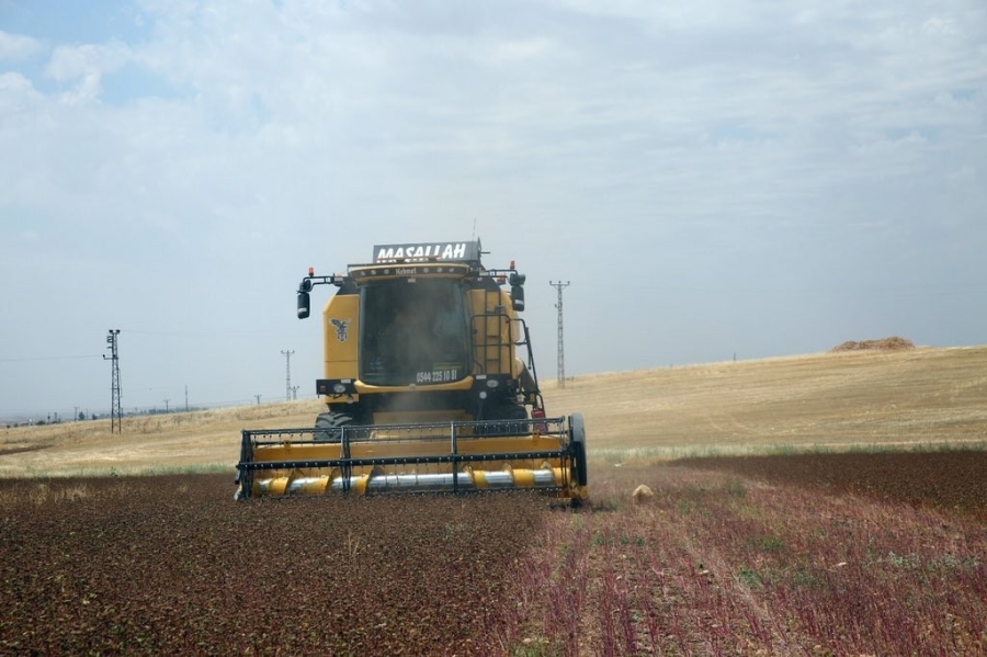 MARDİN'DE ÇÖLYAK HASTALARI İÇİN EKİLEN KARABUĞDAYIN HASADI YAPILDI