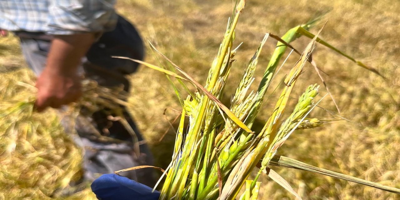 Kars'ta doğal afet sonrası seferberlik: Tarım ekipleri hasar tespiti için sahada