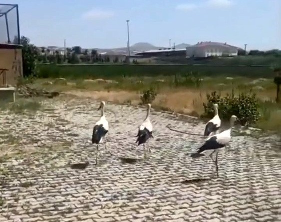 Tedavisi yapılan leylekler doğaya bırakıldı