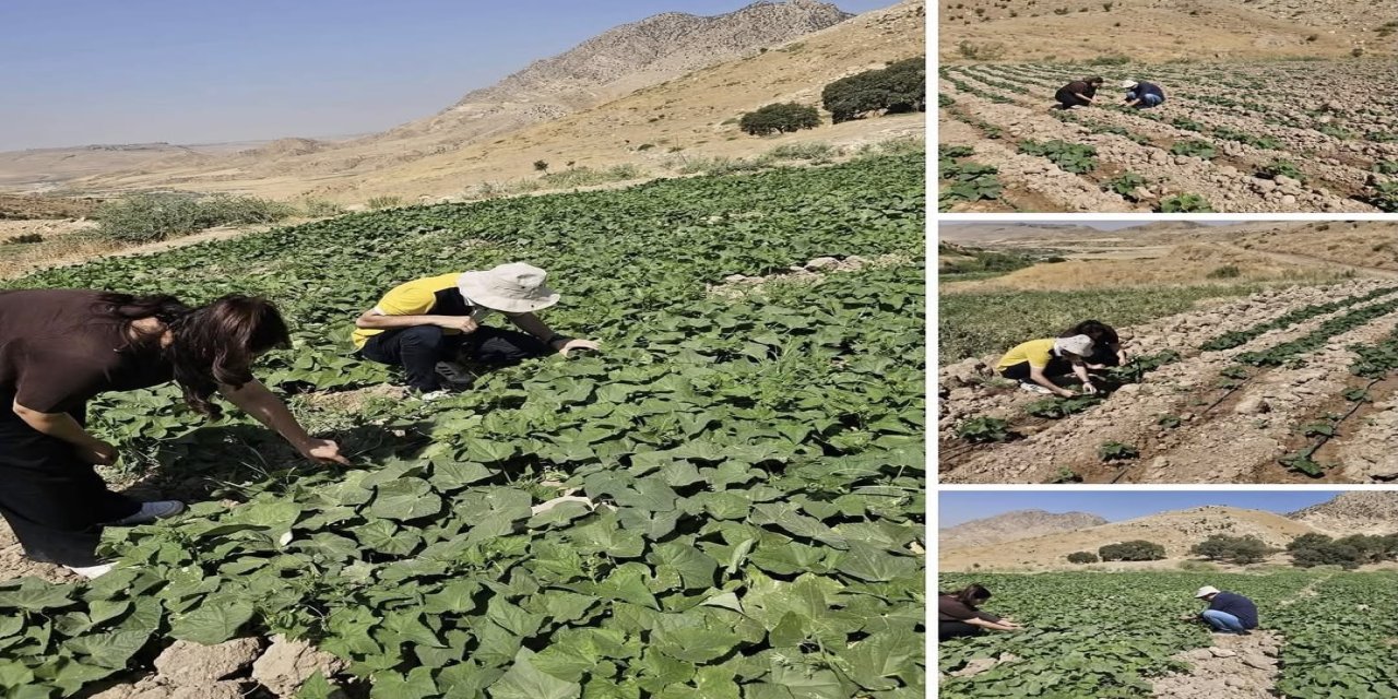 Şırnak'ta Salatalık Tarlalarında Hastalık Ve Zararlı Kontrolü