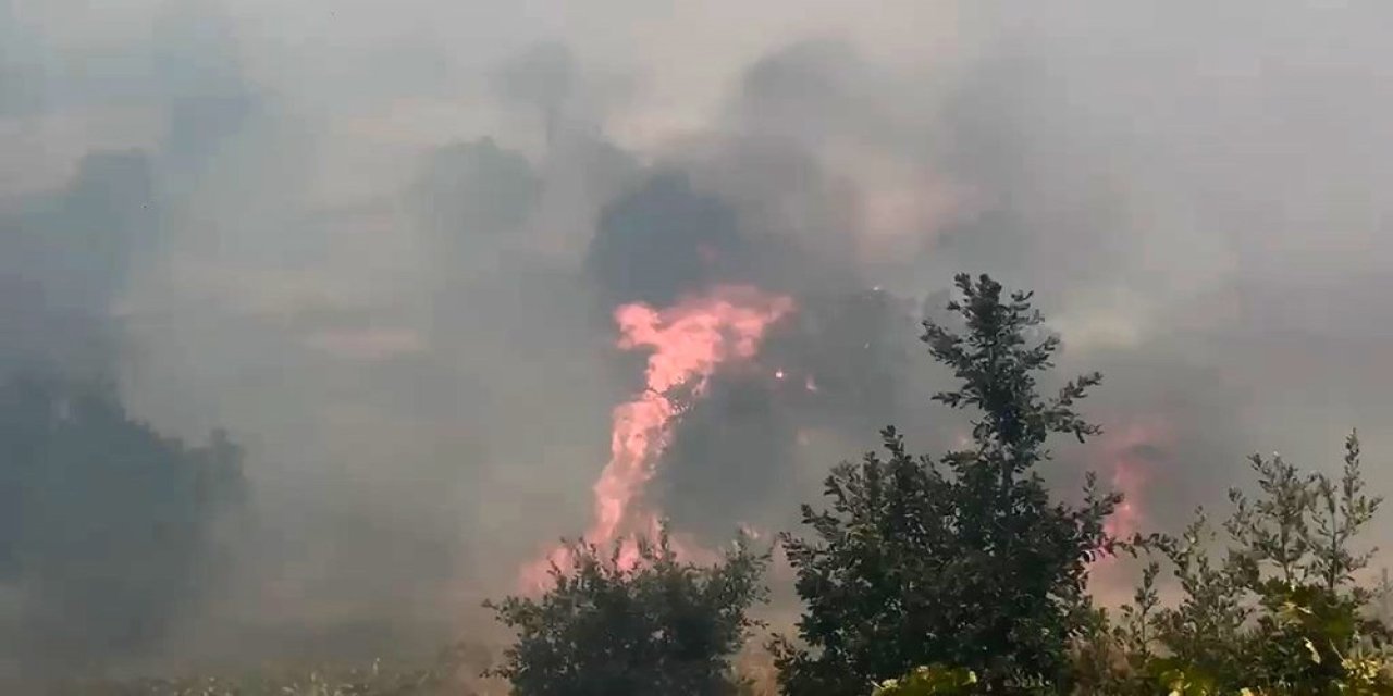 Diyarbakır'da örtü ve orman yangınında geniş alan zarar gördü