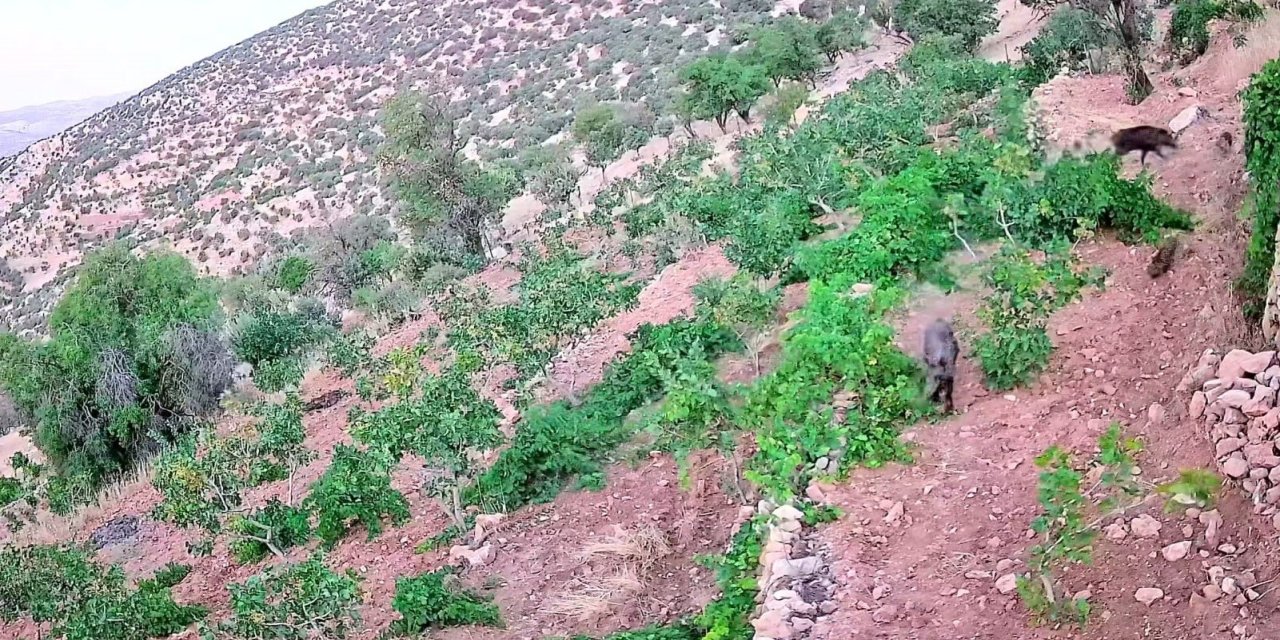 Domuz sürüsü bağ ve fıstık bahçelerine zarar verd,