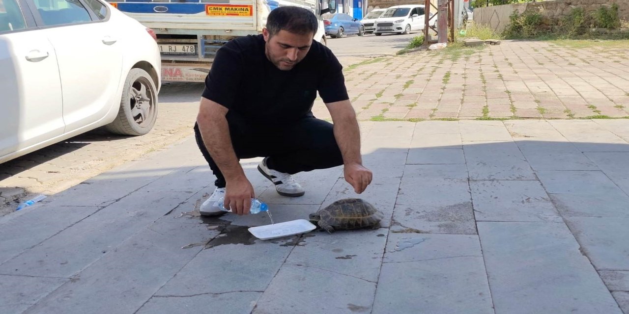 Yoldaki kaplumbağayı duyarlı vatandaş kurtardı