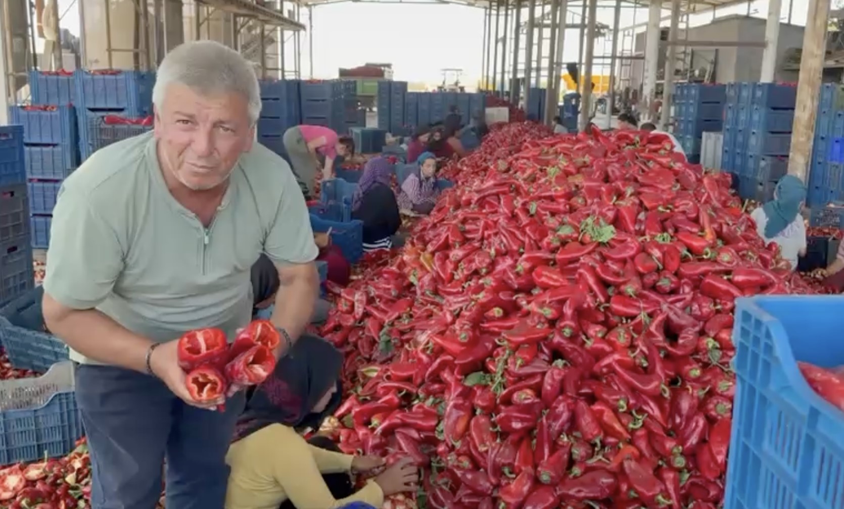 Tarlada 'Kapya Biber' Krizi: Fabrikalar Fiyatı düşürmek için Şalter İndirdi