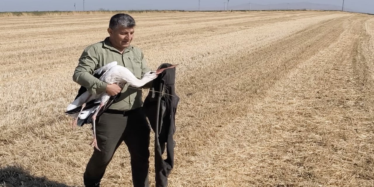 Eskişehir’de Yürek Burkan Vefa! Ölen Eşinin Başında 5 Gün Nöbet Tutan Leylek Kurtarıldı