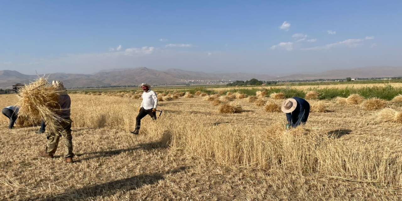 Hakkâri’de Asırlık İmece Geleneği! Teknolojiye Direnen Köylüler Hasadı Türkülerle Yapıyor