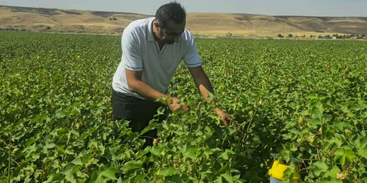 Cizre'de ekipler Pamuğun Bereketini Korumak İçin Sahada