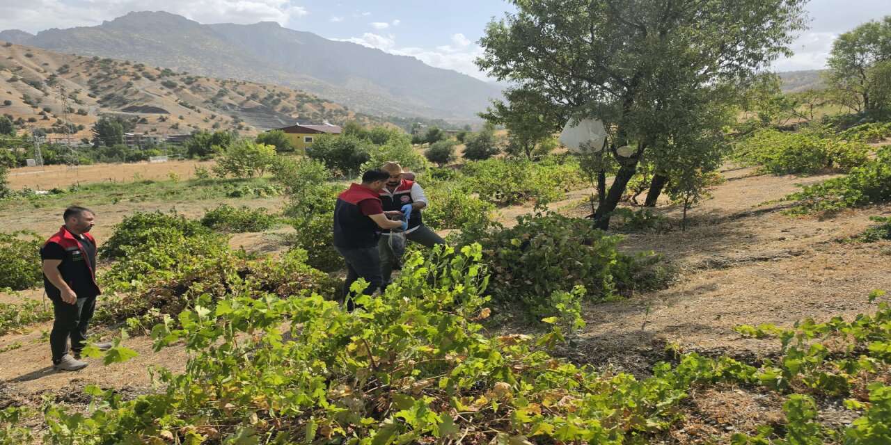 Tarım Tarım ve Üretim Şırnak Tarım Çiftçi Bitki Sağlığı