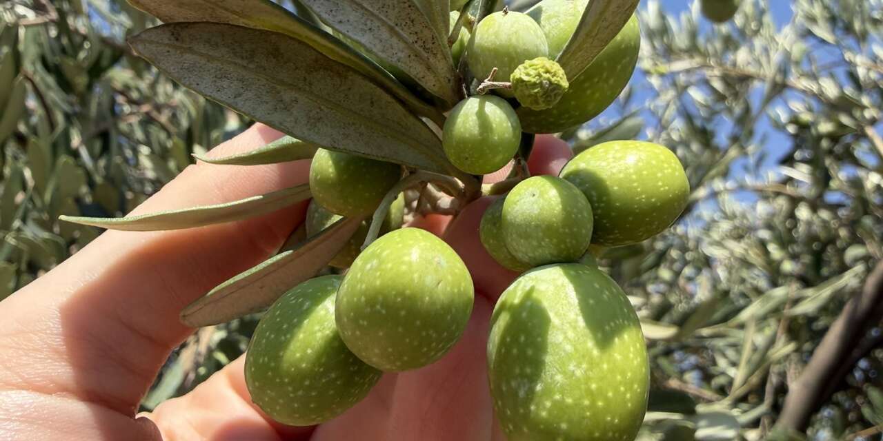 Şırnak’ta Zeytin Bereketine Sayılı Günler: Sahada Dev Rekolte Mesaisi!