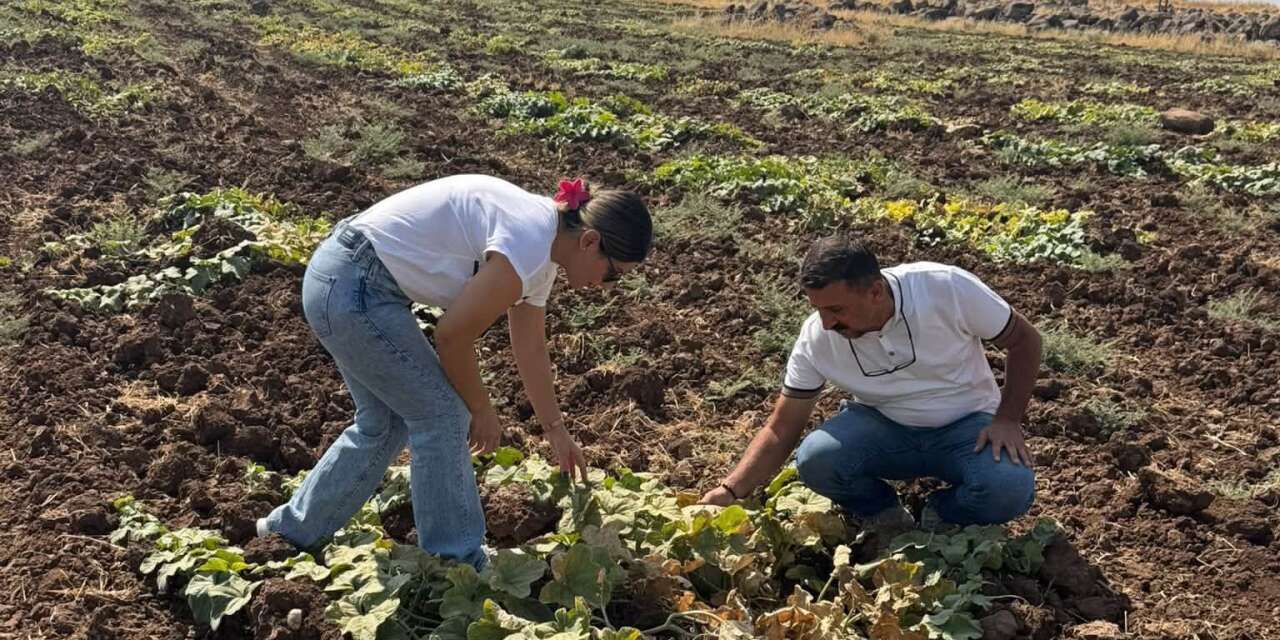 Cizre'de Kavun Ve Karpuz Üretim Alanlarında Teknik Kontrol