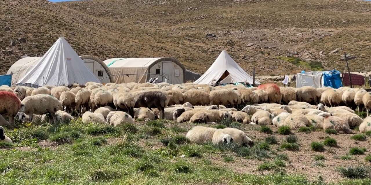 150 Bin Lira Maaş, Yeme İçme Bedava Ama Çalışacak Çoban Yok